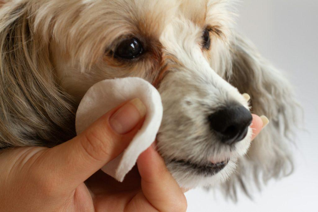 what is the best tear stain remover for dogs