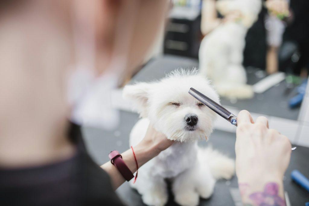 Maltese dog grooming. Haircut dog. Helping animals.