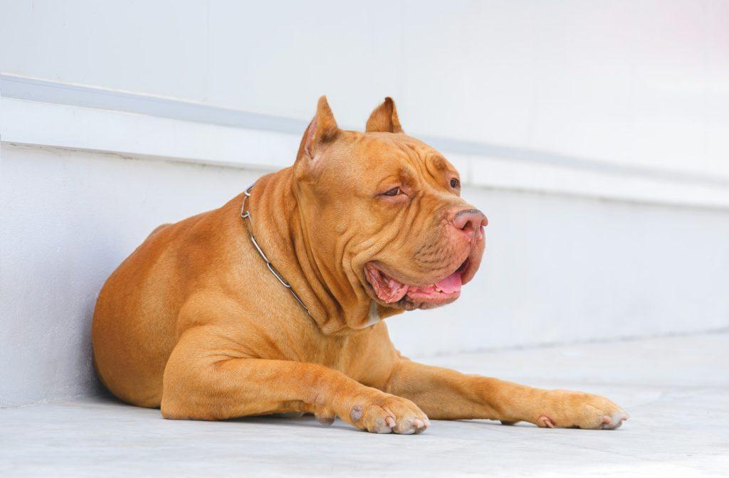Red nose American bulldog dog is laying down on white concrete pavement floor outside of home