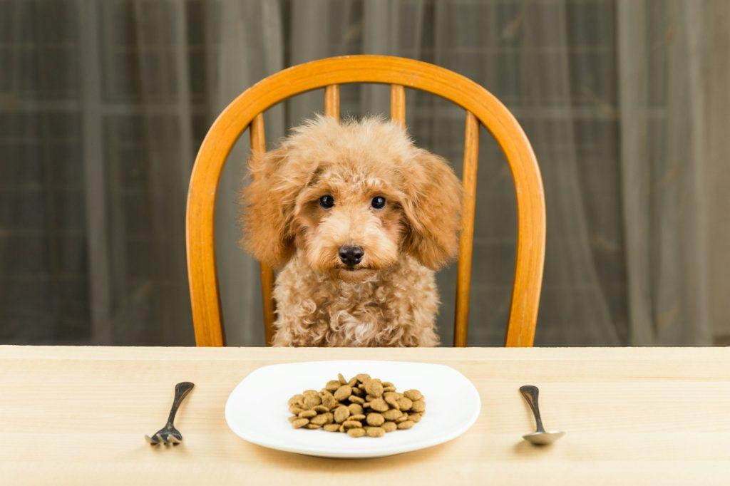 How Much Should a Standard Poodle Eat