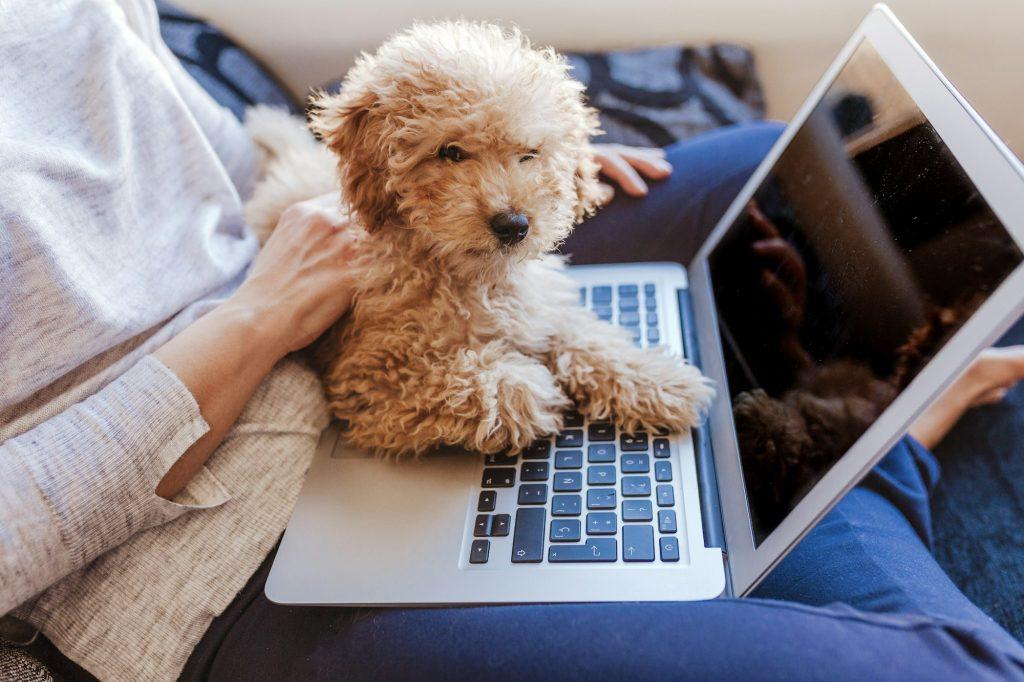 woman working on laptop at home office.cute baby toy poodle besides.Pets and tech